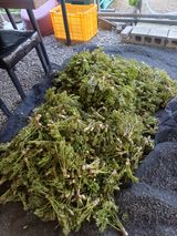 팜모닝 기타작물·영농일지 게시글 이미지