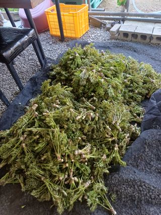 보공(김대호)님의 기타작물 · 영농일지 작성글 사진