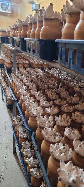 오●석님의 기타작물 · 영농일지 작성글 사진