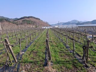 서태수님의 기타작물 · 영농일지 작성글 사진