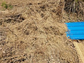 돈디아고(김덕수)님의 두릅 · 영농일지 작성글 사진