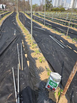 마늘25328님의 기타작물 · 영농일지 작성글 사진