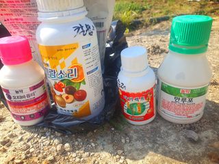 오이8898황산면님의 마늘 · 영농일지 작성글 사진