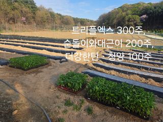 장두학님의 기타작물 · 영농일지 작성글 사진