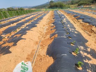 이용찬 열매마농원님의 작성글 사진