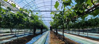 서대산향수님의 포도 · 영농일지 작성글 사진