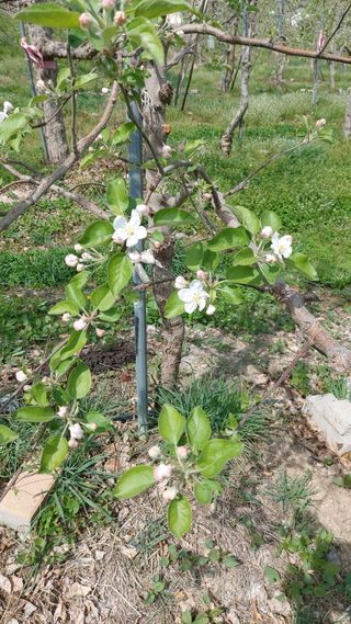 오동추님의 기타작물 · 영농일지 작성글 사진