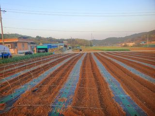 오이8898황산면님의 작성글 사진