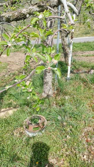 오동추님의 기타작물 · 영농일지 작성글 사진