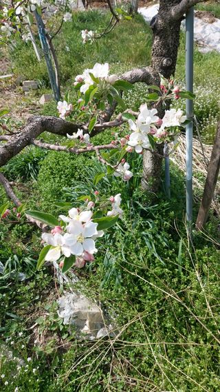 오동추님의 기타작물 · 영농일지 작성글 사진