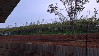 장원팜님의 고추 · 영농일지 작성글 사진