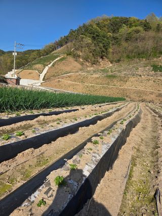 친환경아줌아님의 기타작물 · 영농일지 작성글 사진