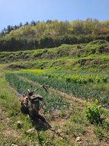 팜모닝 기타작물·영농일지 게시글 이미지