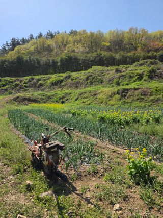 김성환님의 기타작물 · 영농일지 작성글 사진