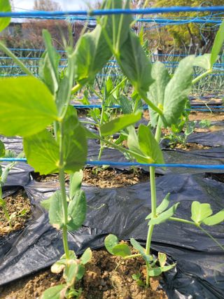 알렉산더님의 양파 · 영농일지 작성글 사진