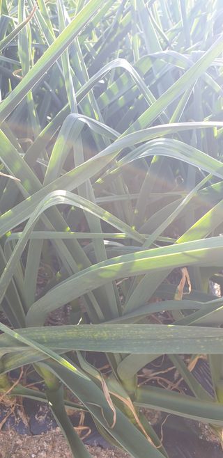 작은농원님의 마늘 · 영농일지 작성글 사진