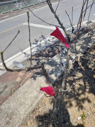 김용대님의 기타작물 · 영농일지 작성글 사진