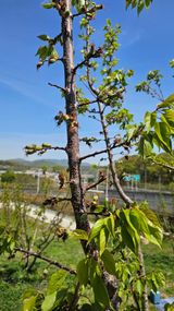 팜모닝 복숭아·영농일지 게시글 이미지