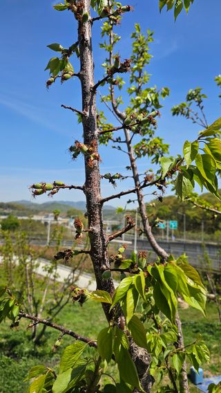 장정규님의 복숭아 · 영농일지 작성글 사진