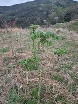 팜모닝 기타작물·영농일지 게시글 이미지