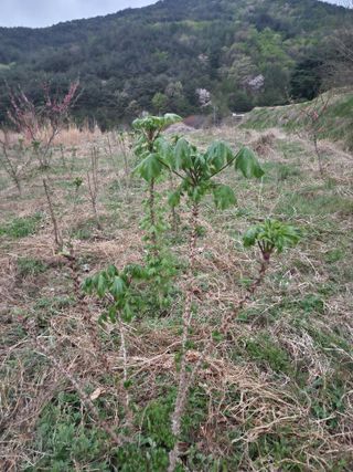표고버섯3641님의 기타작물 · 영농일지 작성글 사진