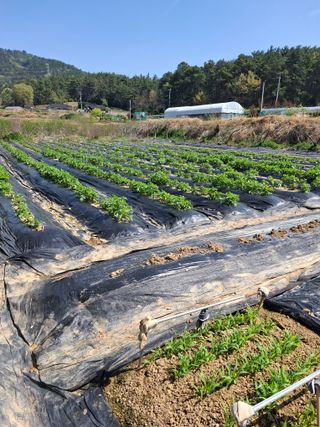 마늘14470님의 감자 · 영농일지 작성글 사진