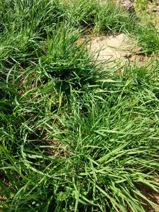 엄기덕님의 기타작물 · 영농일지 작성글 사진