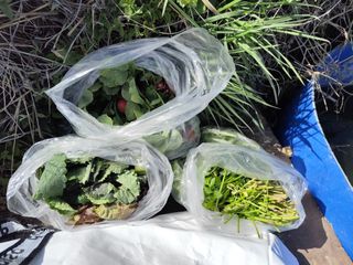 조영기님의 기타작물 · 영농일지 작성글 사진