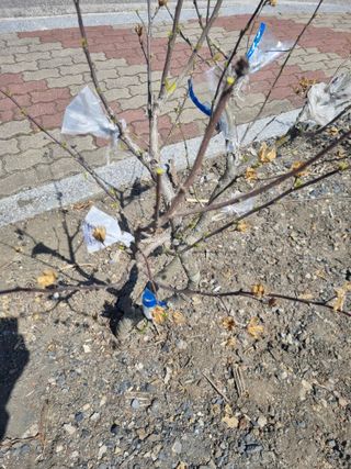 김용대님의 기타작물 · 영농일지 작성글 사진