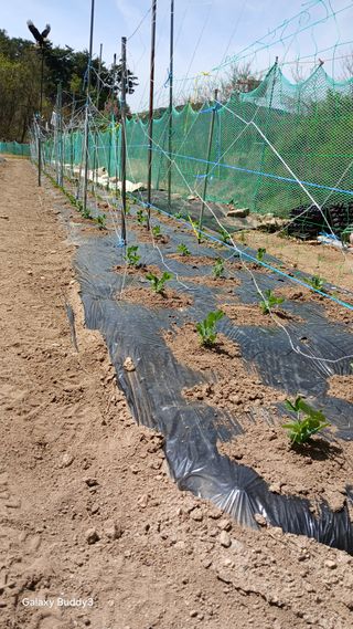김영열님의 들깨 · 영농일지 작성글 사진