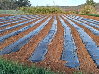 김용환님의 참깨 · 영농일지 작성글 사진