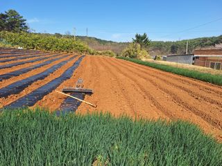 김용환님의 참깨 · 영농일지 작성글 사진