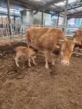 팜모닝 기타작물·영농일지 게시글 이미지