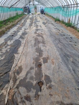 건강한먹거리님의 고추 · 영농일지 작성글 사진