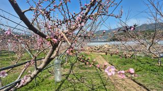 제은도원님의 복숭아 · 영농일지 작성글 사진