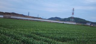 박종권님의 마늘 · 영농일지 작성글 사진