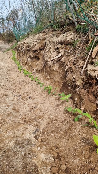 권혁렬님의 기타작물 · 영농일지 작성글 사진