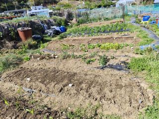 조영기님의 기타작물 · 영농일지 작성글 사진