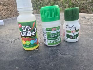 이상헌님의 자두 · 영농일지 작성글 사진