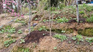 권혁렬님의 상추 · 영농일지 작성글 사진