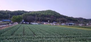 박종권님의 마늘 · 영농일지 작성글 사진