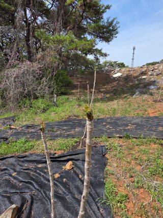 조일성님의 마늘 · 영농일지 작성글 사진