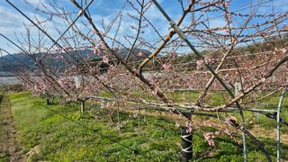 제은도원님의 복숭아 · 영농일지 작성글 사진