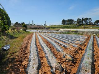 김도영님의 옥수수 · 영농일지 작성글 사진