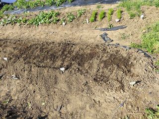 조영기님의 기타작물 · 영농일지 작성글 사진