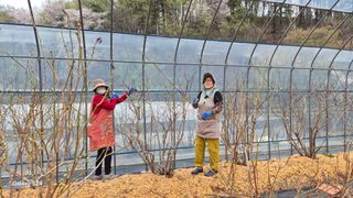 곰티농사꾼님의 기타작물 · 영농일지 작성글 사진