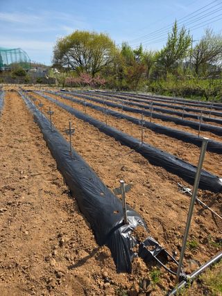 김연숙님의 기타작물 · 영농일지 작성글 사진