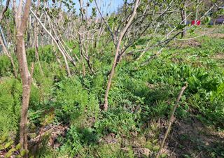 철남 김희곤님의 두릅 · 영농일지 작성글 사진