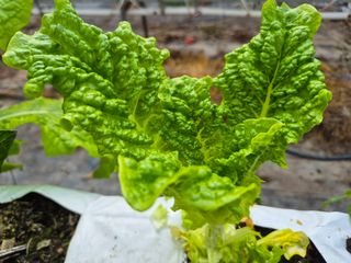 늘햇살팜 님의 작성글 사진