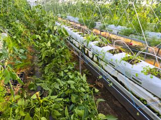 늘햇살팜 님의 기타작물 · 영농일지 작성글 사진